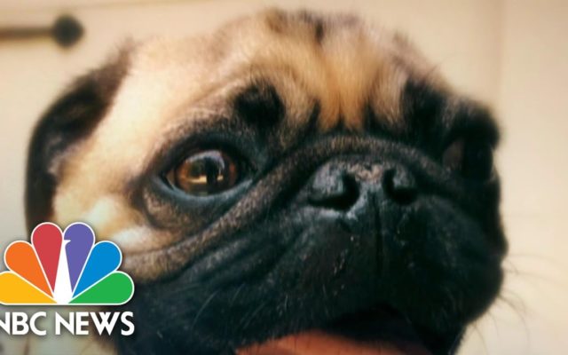 North Carolina Pug Believed to Be 1st Dog to Test Positive for Coronavirus in U.S.