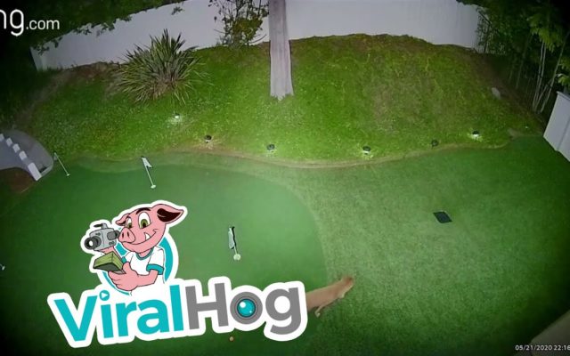 Check Out This Coyote Playing Backyard Golf!