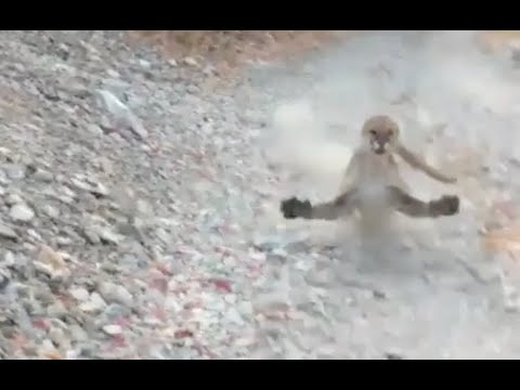 A Utah Man Has A Wild Encounter With A Cougar