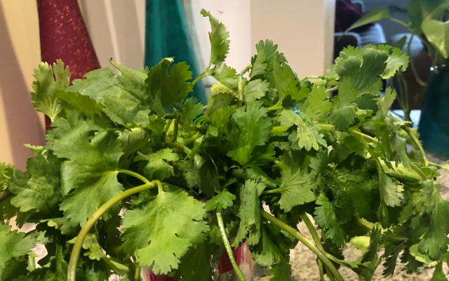Just The Tip Tuesday: How To Store Cilantro