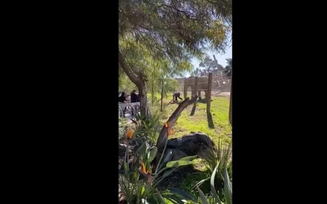 A Dad Took His Toddler Into Elephant Habitat & Then Dropped the Kid When an Elephant Charged