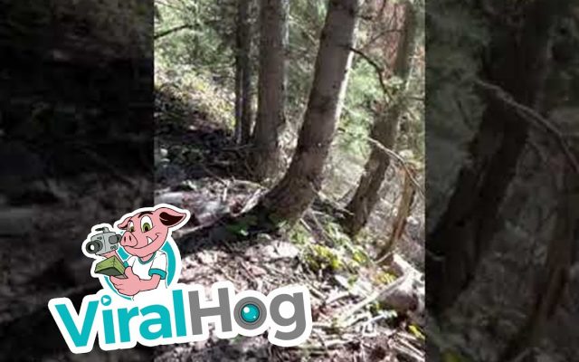 Watch a Mountain Lion Stalk A Hiker On A Trail