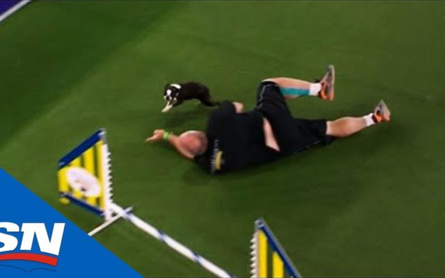 Westminster Dog Show Trainer Wipes Out In Front of Dog…And Crowd