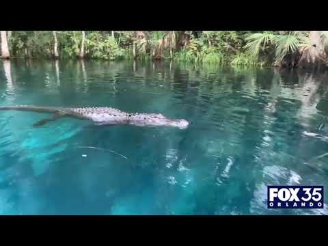 Florida Paddleboarder Survives Harrowing Encounter with Alligator
