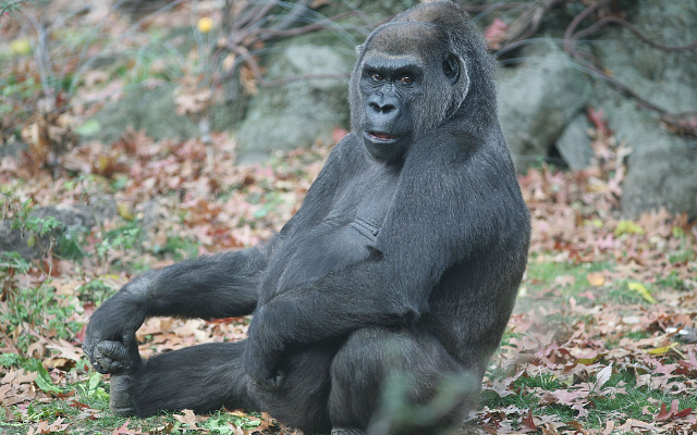 (NC-17) A Gorilla at the Bronx Zoo Gave Another Gorilla Oral Favors