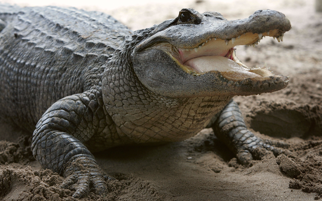 Watch a Florida Man Corral an Alligator Into a Trash Bin