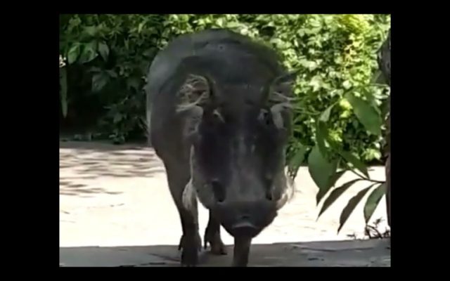 Warthog Headbutts Man Who Tried To Pet Him
