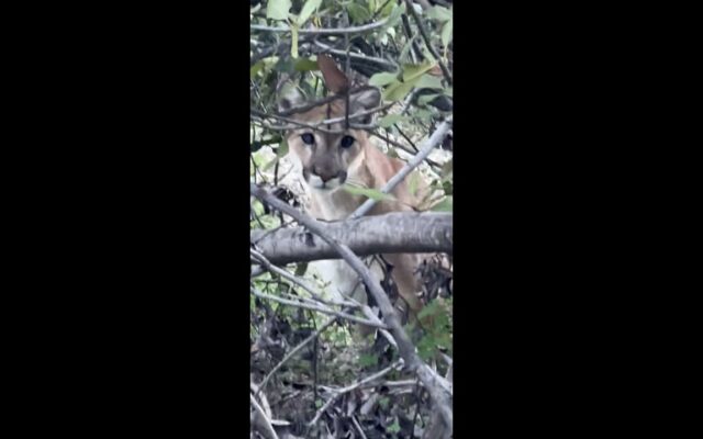 Hikers Stare Down a Mountain Lion That’s Stalking Them