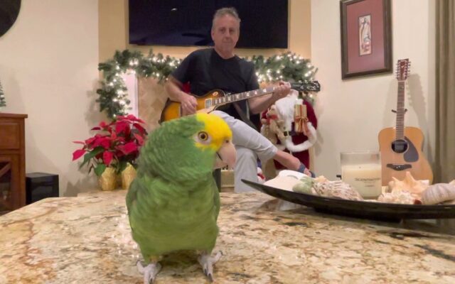 This Bird ROCKS! Watch A Parrot Cover AC/DC’s “TNT