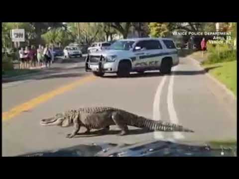 Massive Alligators Casually Strolling Through Florida Neighborhoods