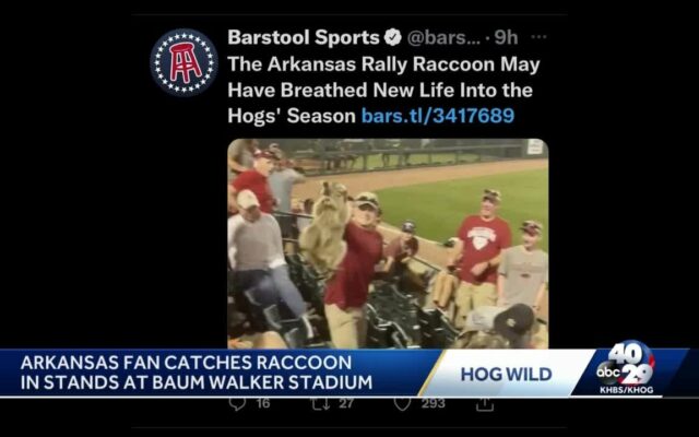 Arkansas Fan Catches Raccoon During Game