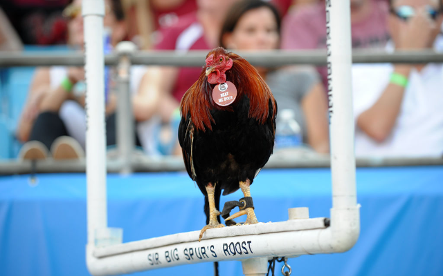 Will the USC Gamecocks Mascot Be Renamed Cock Commander?