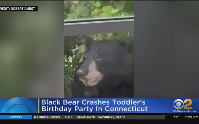 Bear Crashes 2-Year-Old’s Birthday Party, Eats Cupcakes